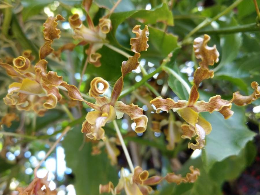 Dendrobium tangerinum — houseplant care guide