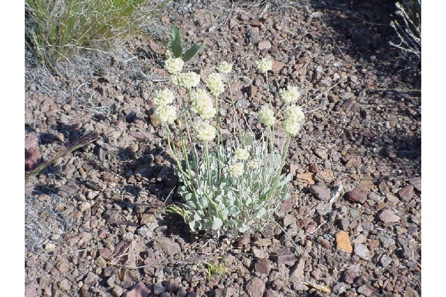 Eriogonum ovalifolium habit