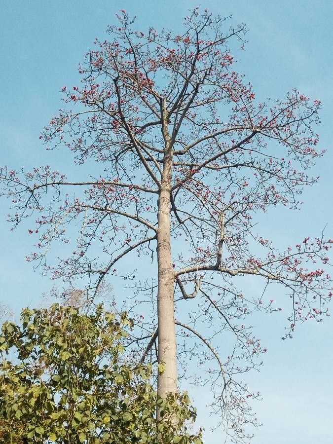 Bombax buonopozense — search result for 'Gabon'