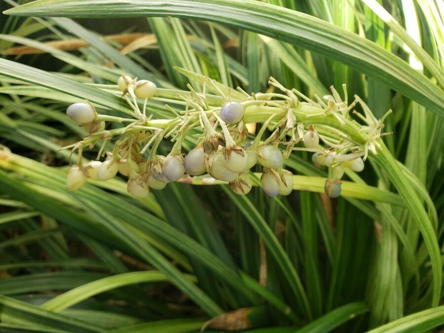 Ophiopogon jaburan fruit