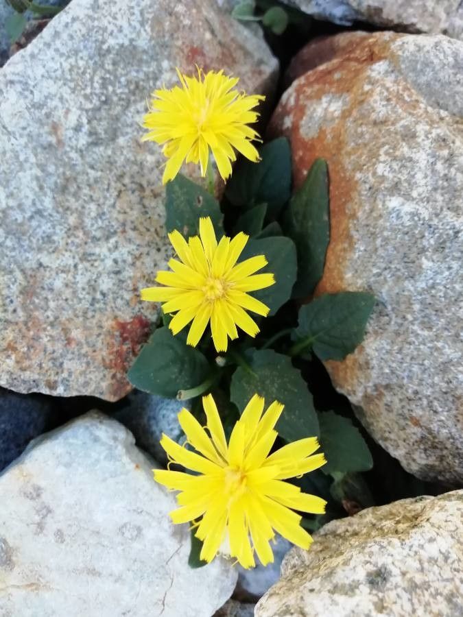 Crepis pygmaea flower