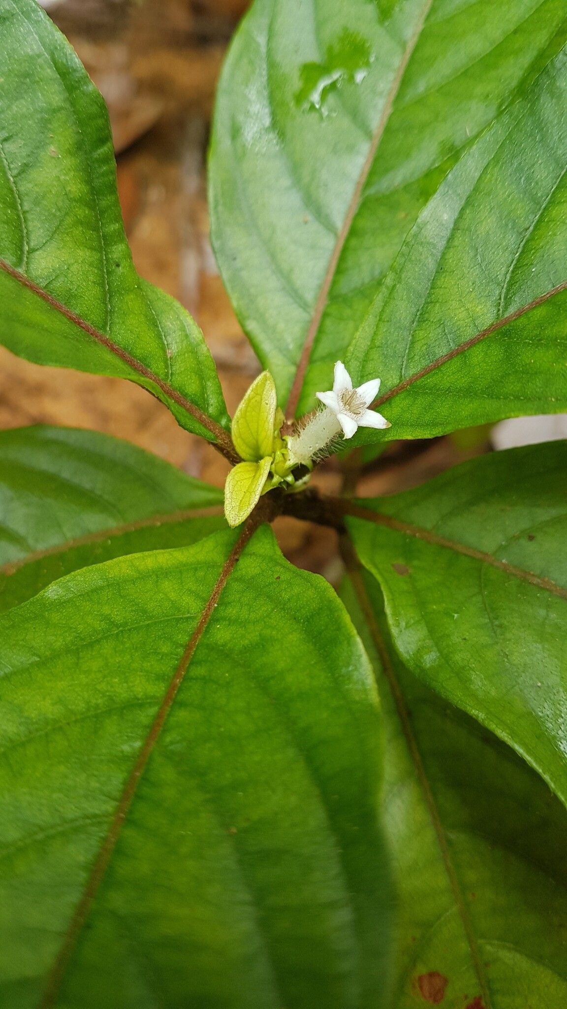 Sabicea aspera flower
