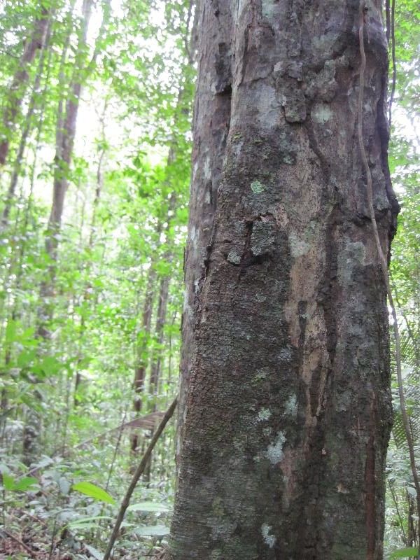 Licaria chrysophylla habit