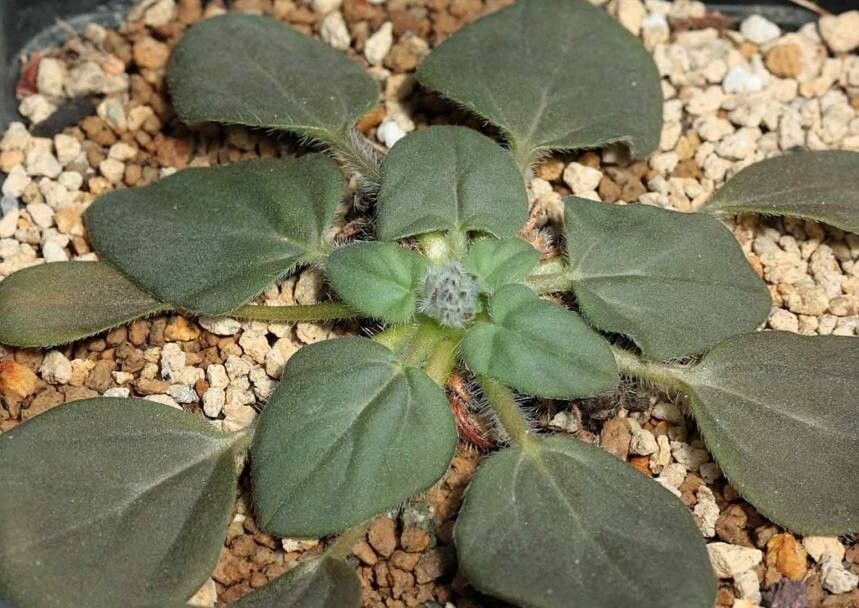 Pelargonium vinaceum — houseplant care guide