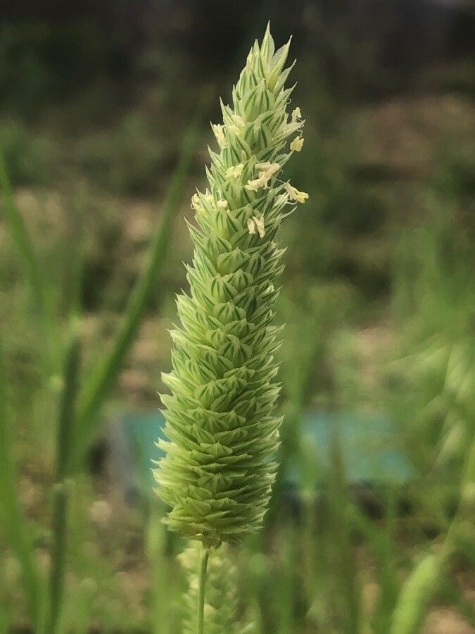 Phalaris minor flower