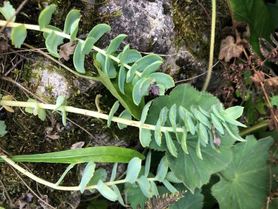 Rhodiola ishidae leaf