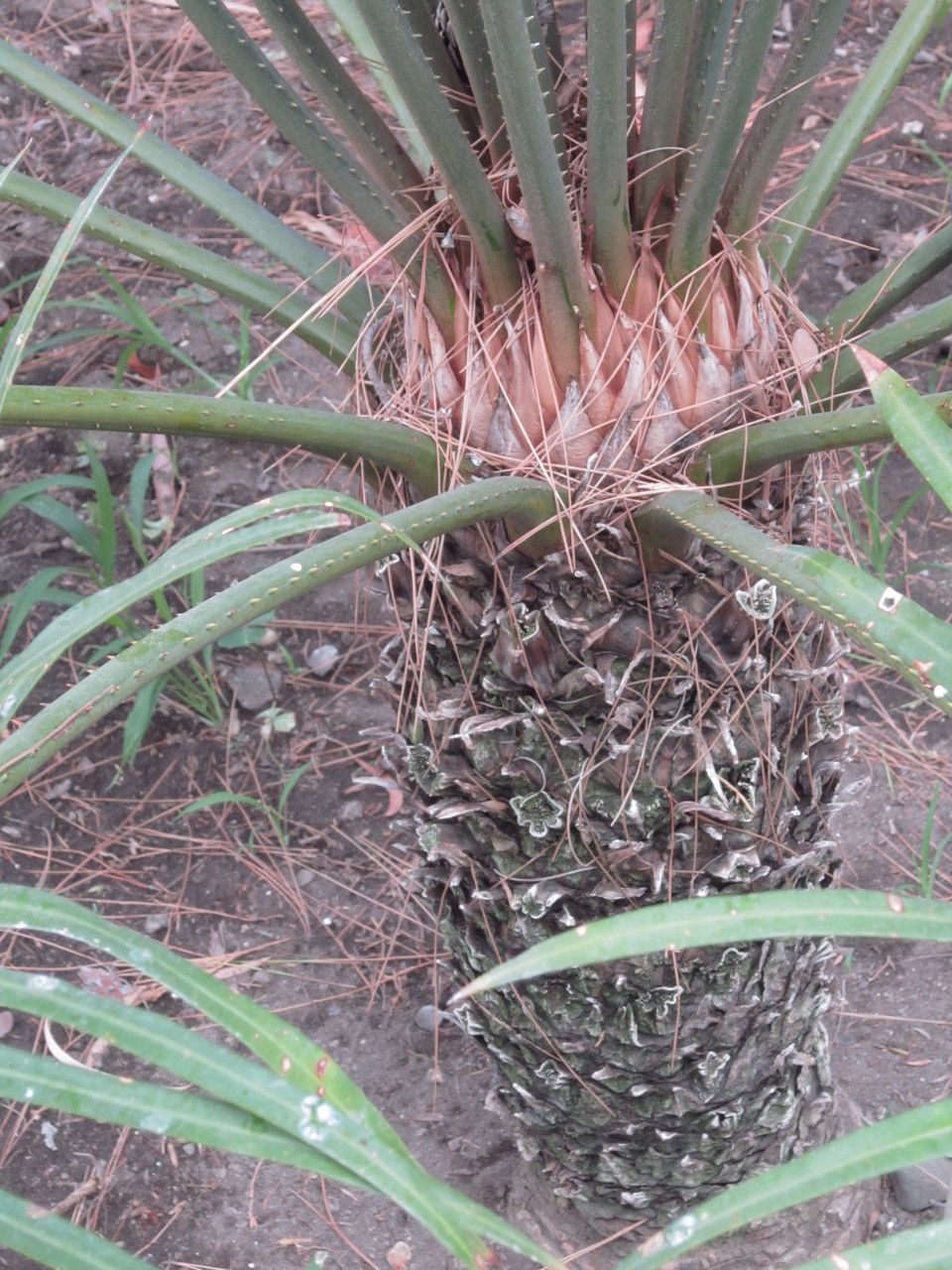 Cycas thouarsii bark