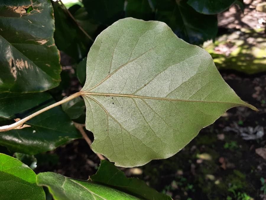 Croton guatemalensis — search result for 'Guatemala'