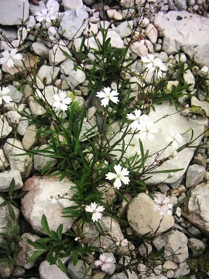 Silene alpestris flower