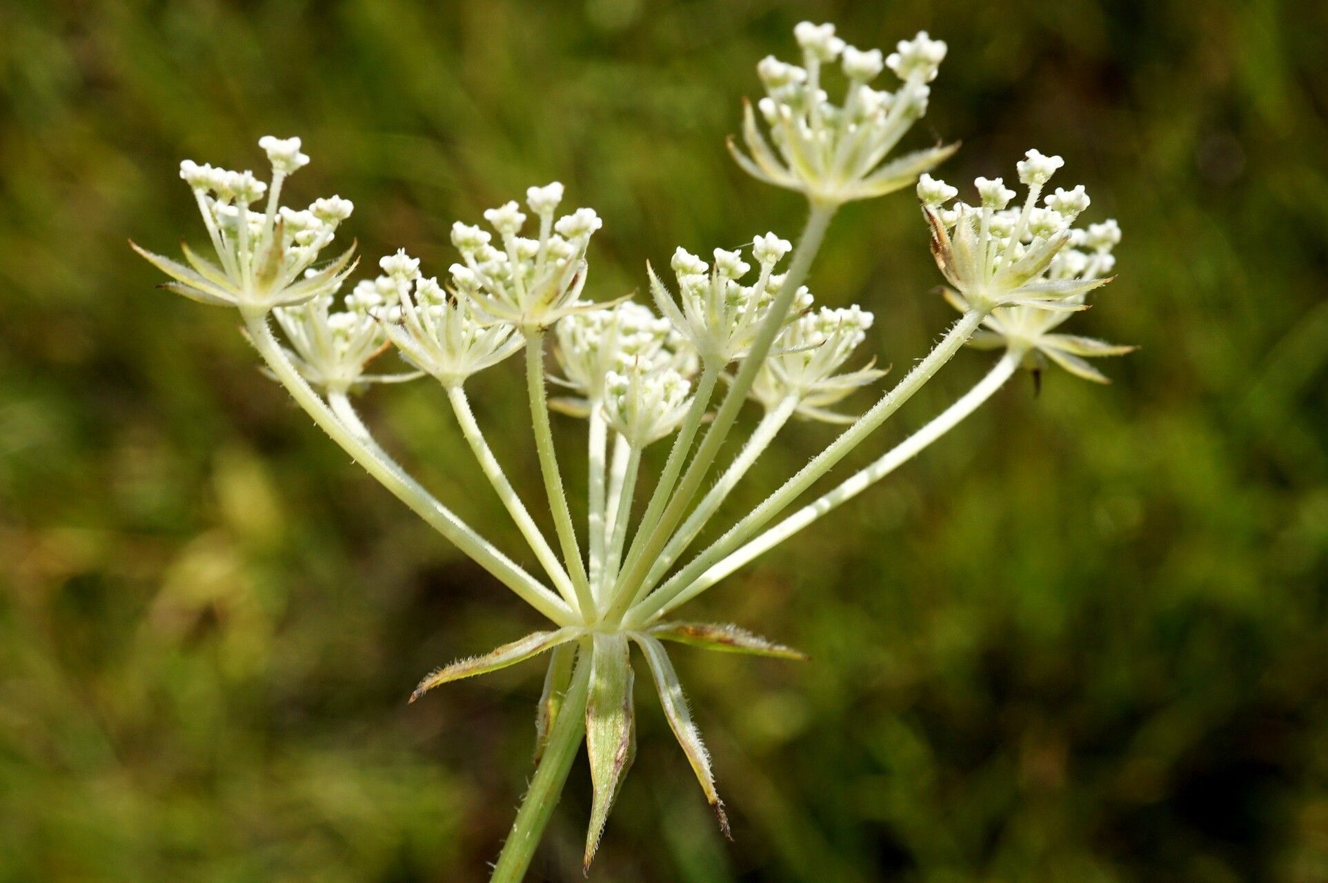 Laserpitium prutenicum flower