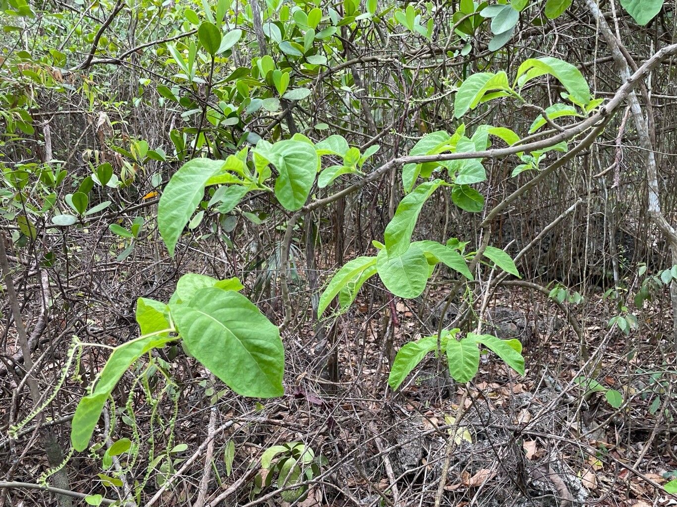 Heliotropium astrotrichum habit