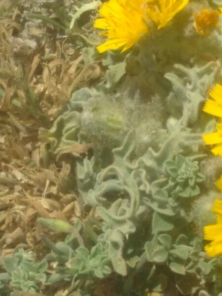 Andryala glandulosa — related species from the same genus