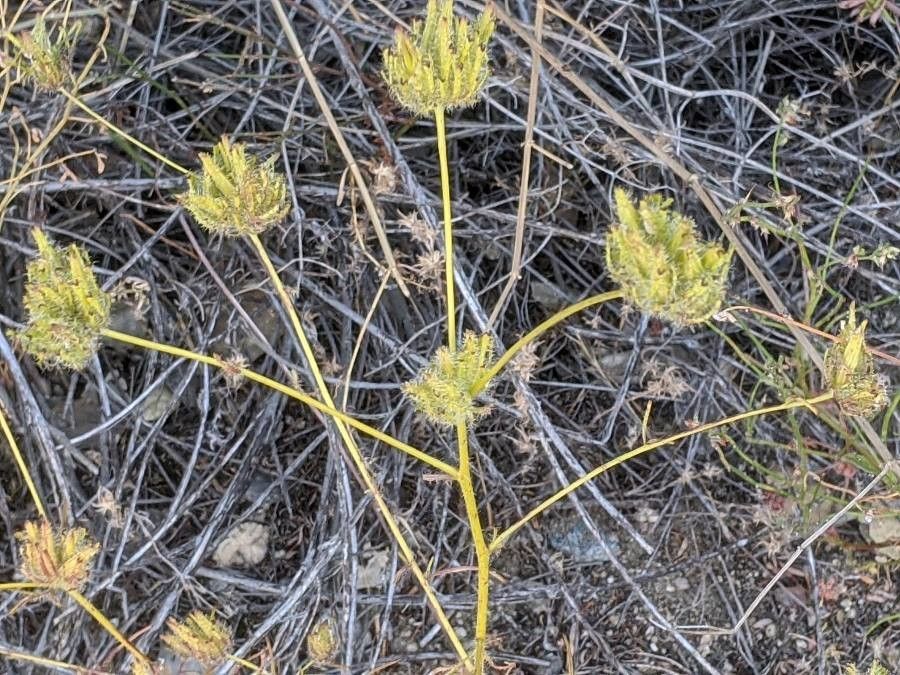 Cordylanthus rigidus — search result for 'Orobanchaceae'