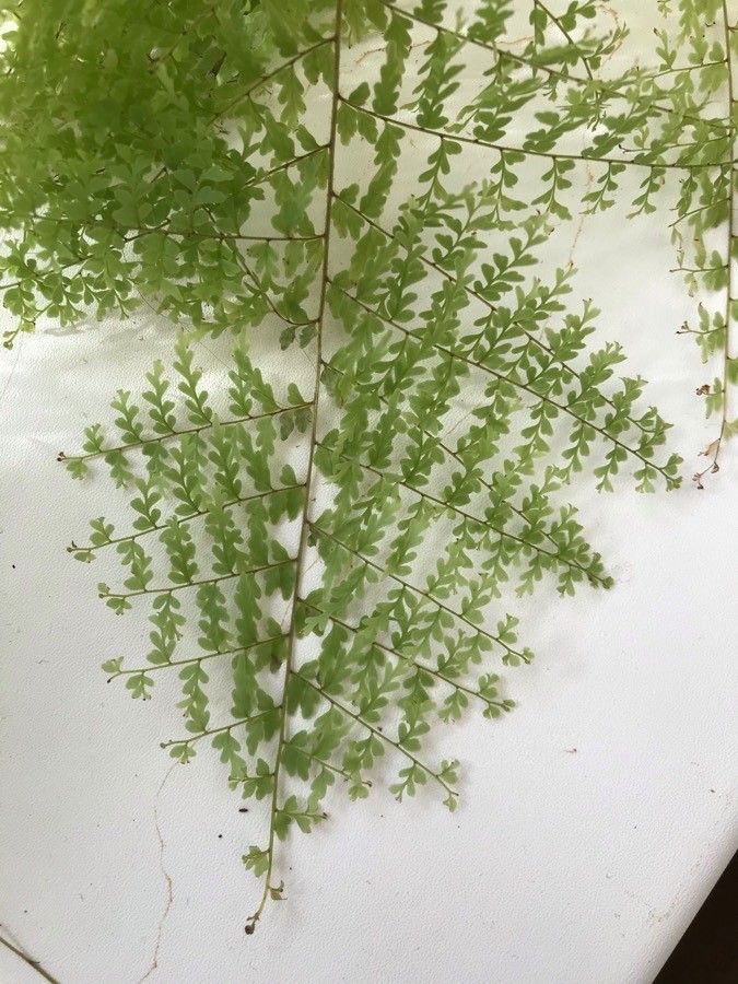 Asplenium maxonii — houseplant care guide