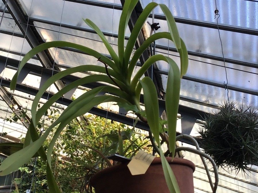 Vanda tricolor — search result for 'Laos'