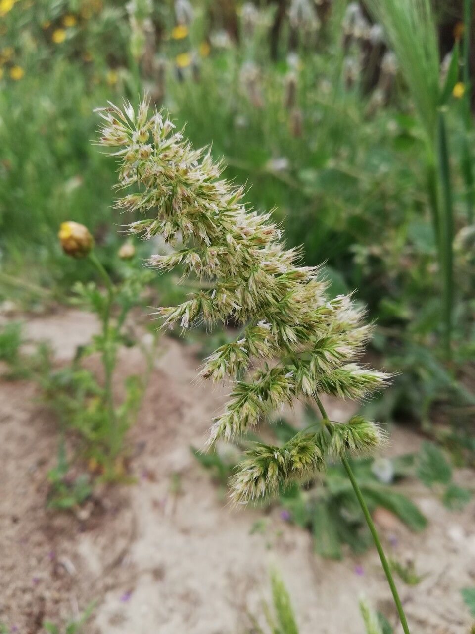 Trisetum paniceum flower