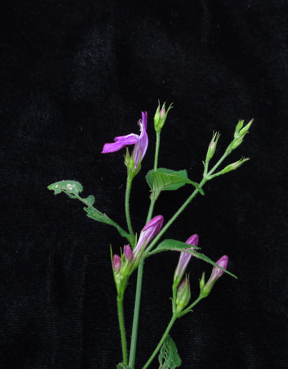 Justicia pubigera habit