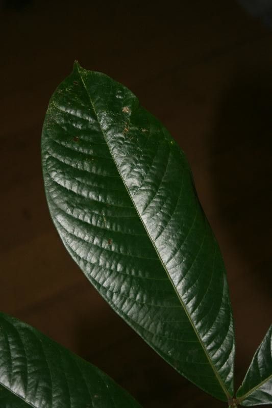 Inga ruiziana — search result for 'Inga'