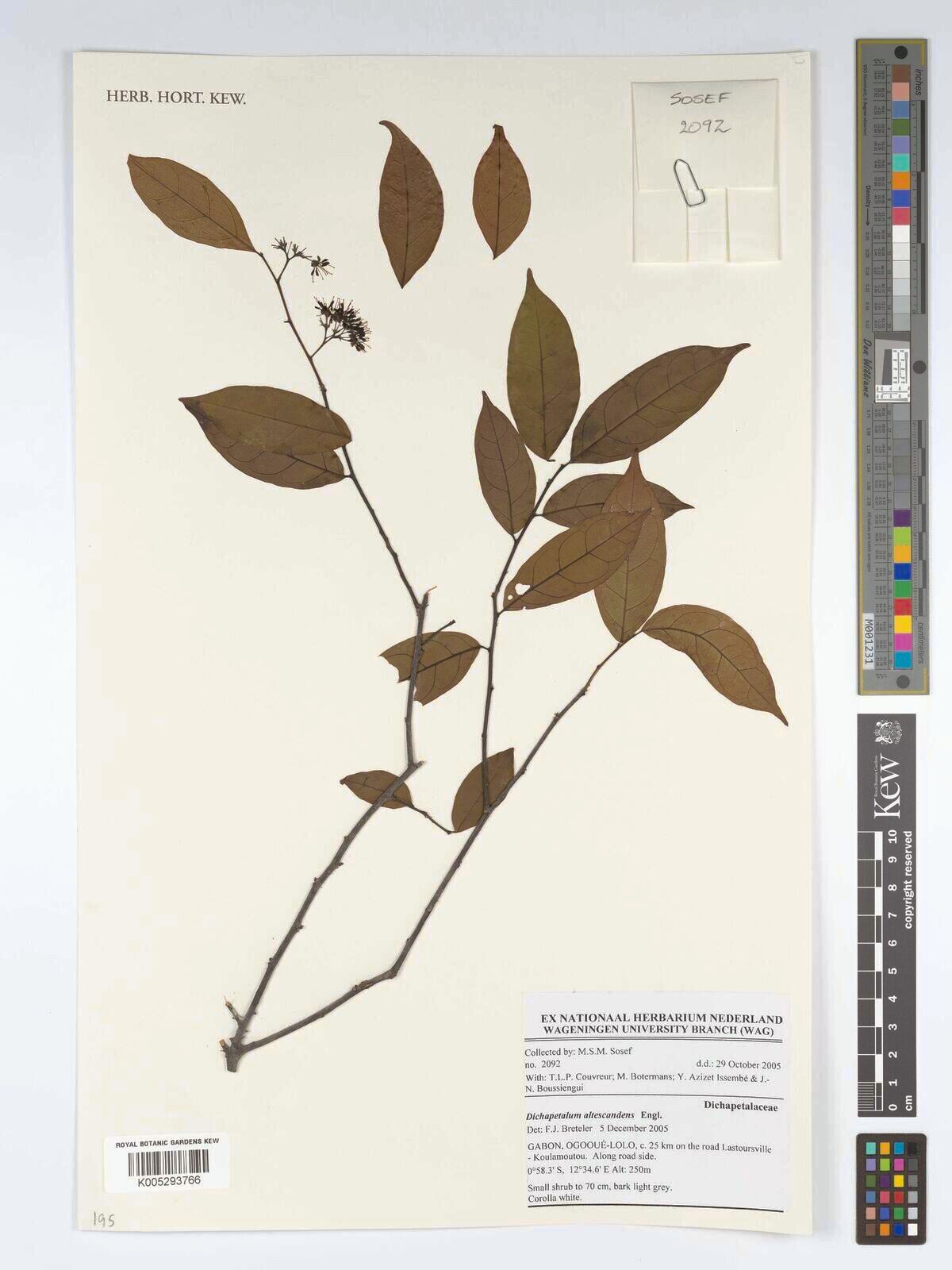 Dichapetalum altescandens — related species from the same genus