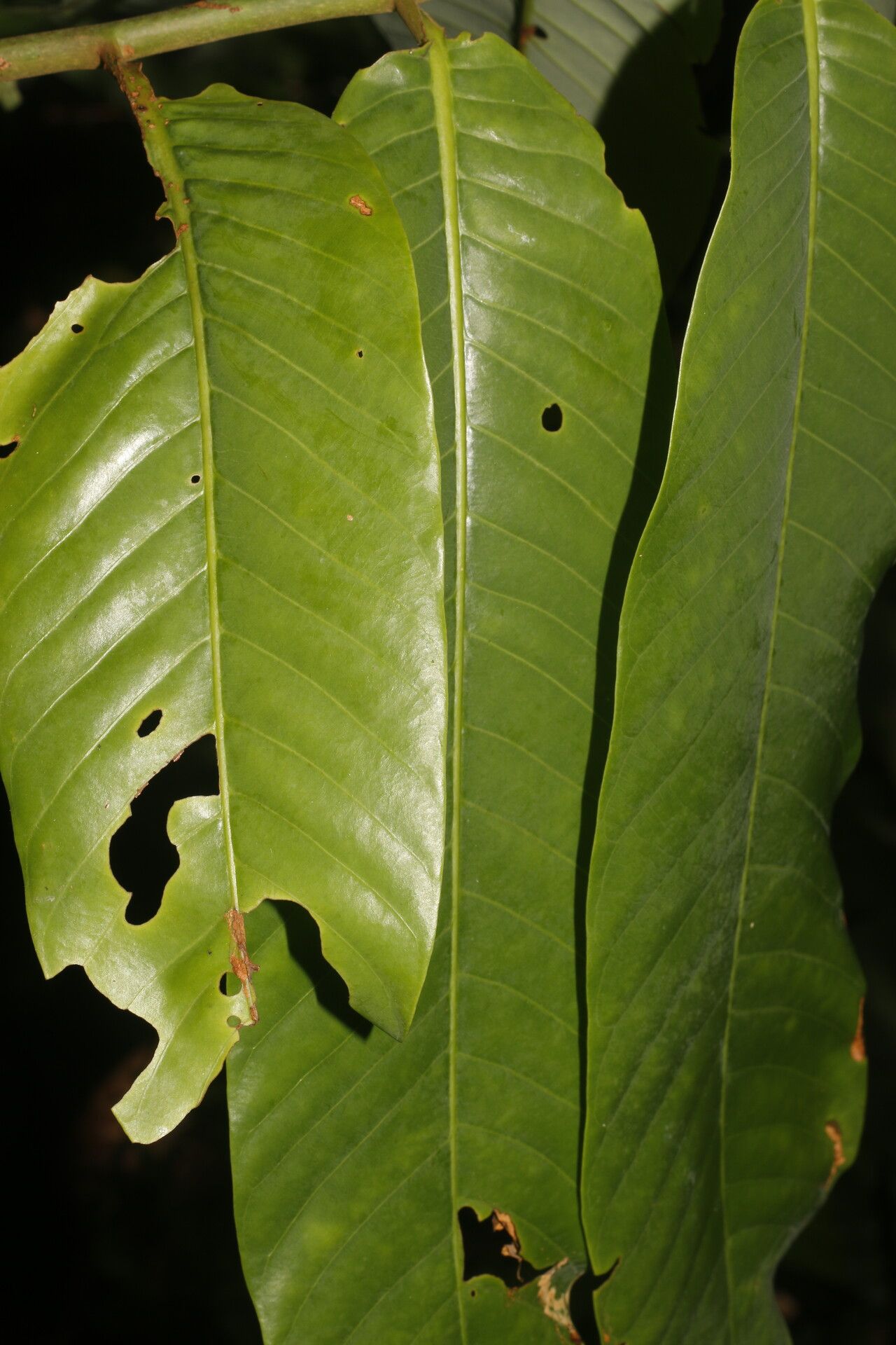 Virola montana — houseplant care guide