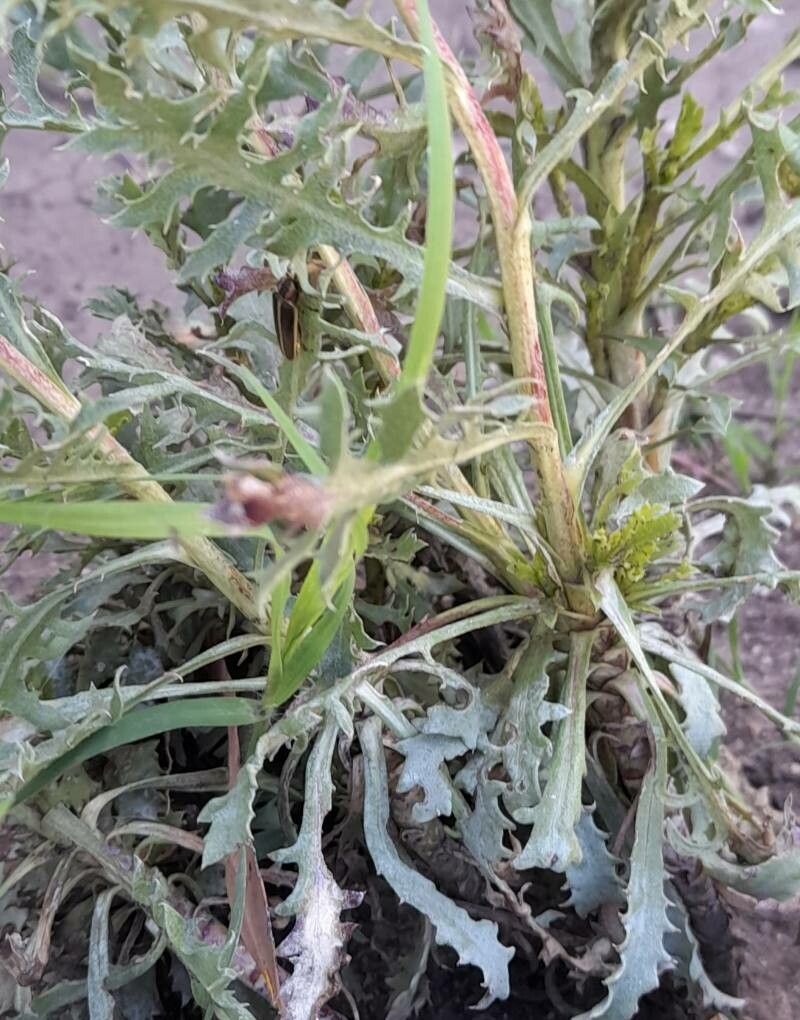 Grindelia ventanensis — houseplant care guide