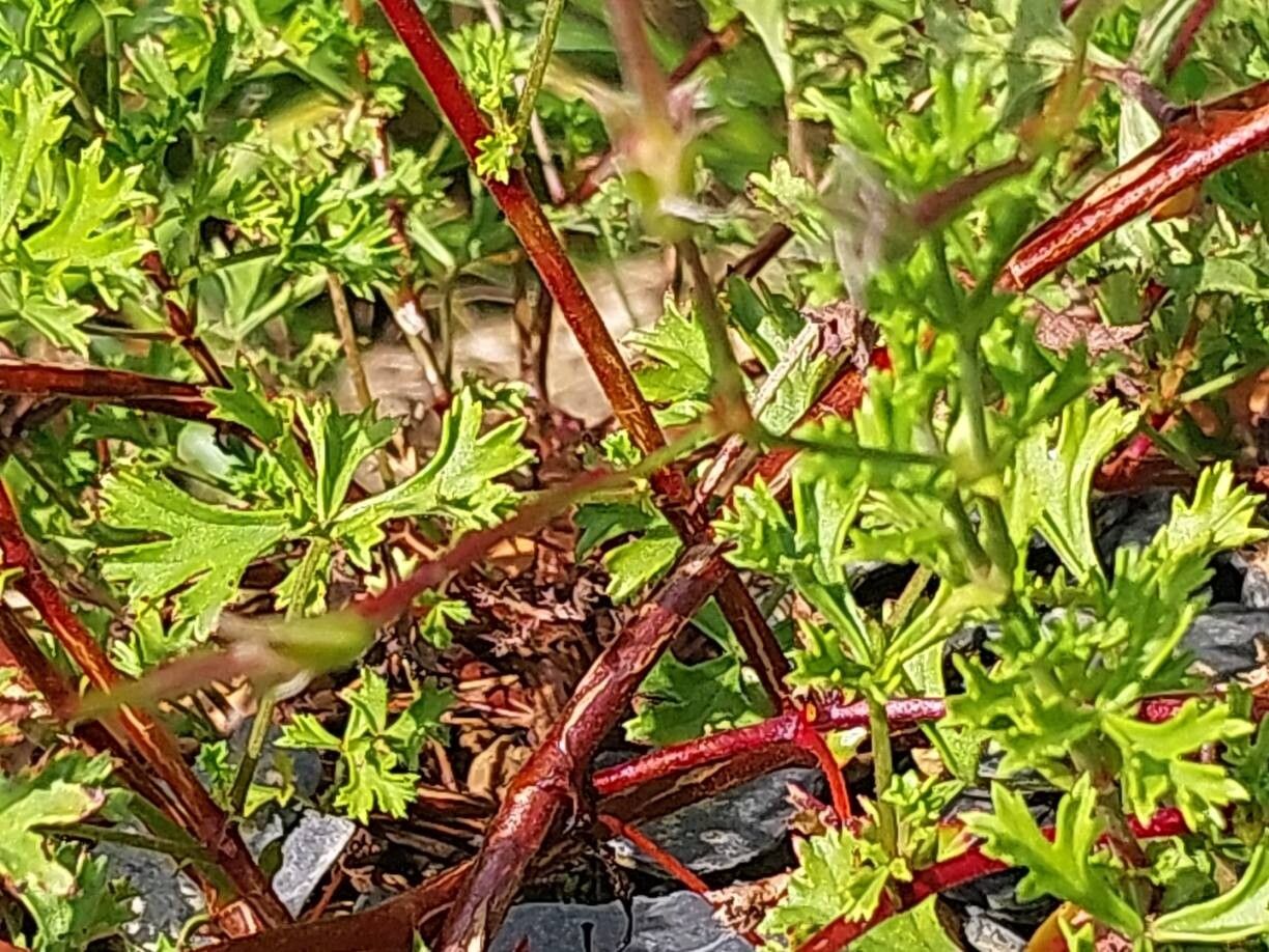 Pelargonium ternatum bark