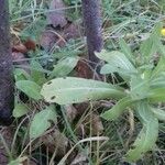 Calendula officinalis