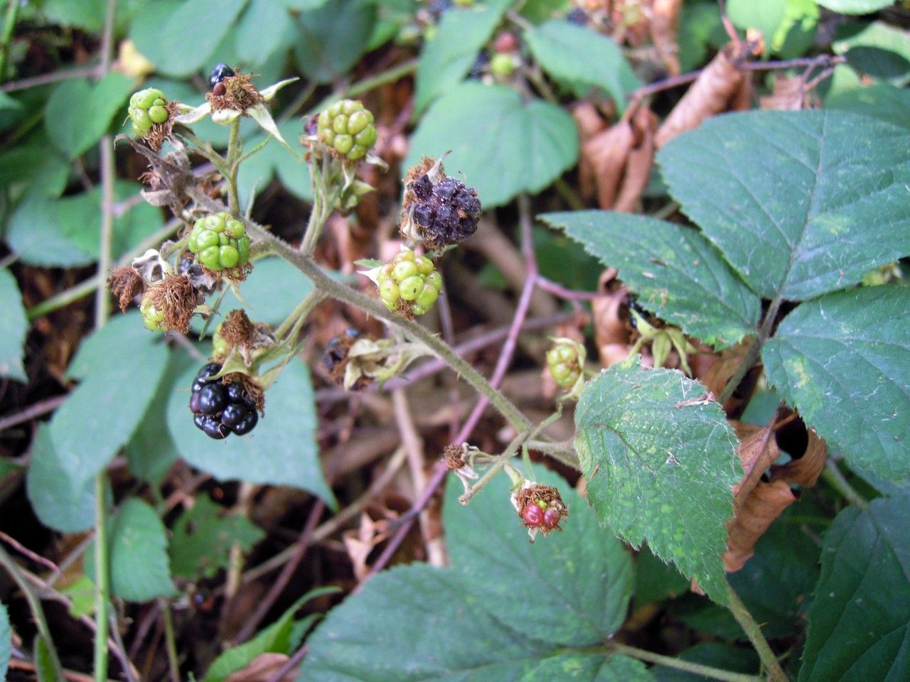 Rubus loehrii fruit