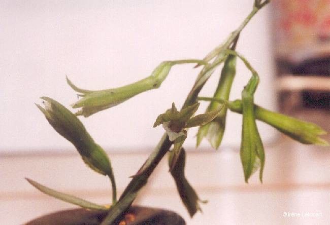 Nervilia aragoana flower