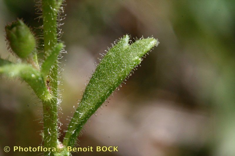 Saxifraga depressa — houseplant care guide