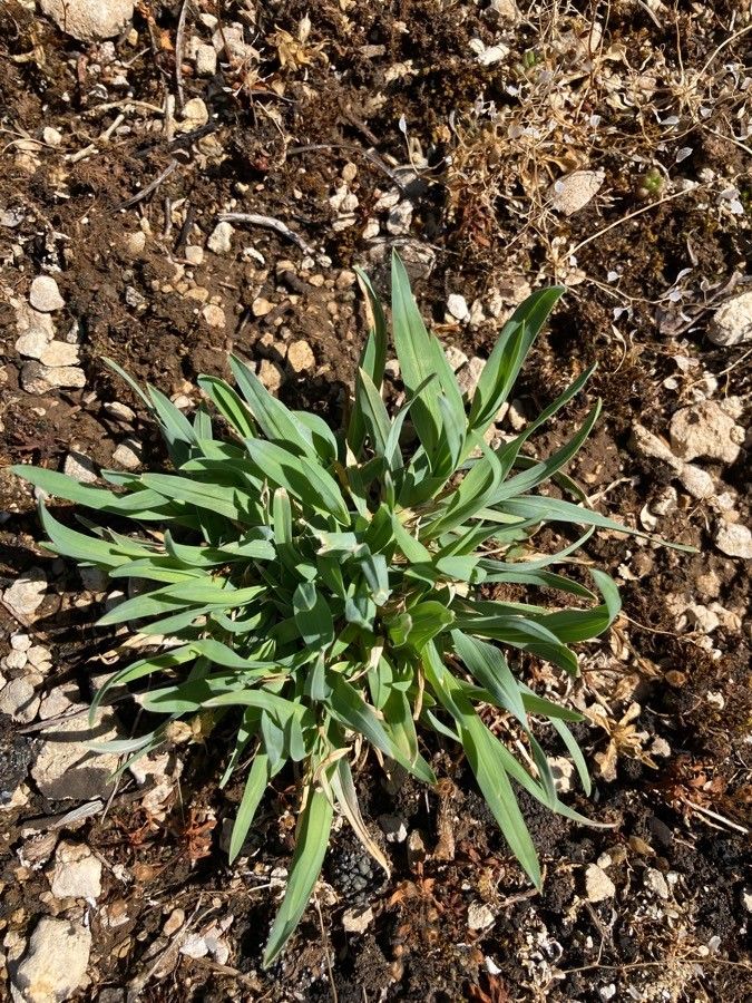 Poa badensis — search result for 'Poa'