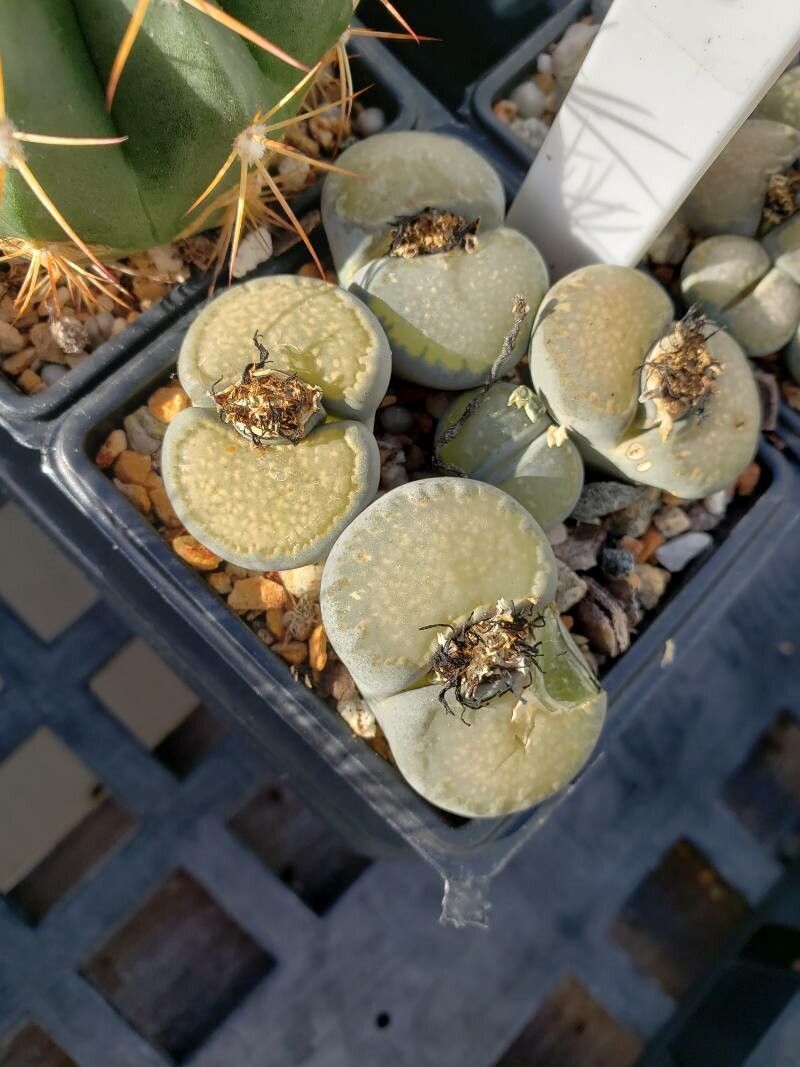 Lithops villetii habit