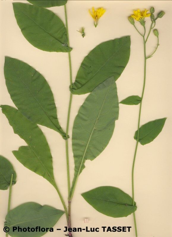 Hieracium jurassicum habit