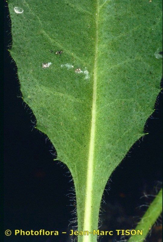 Hieracium pulmonarioides other
