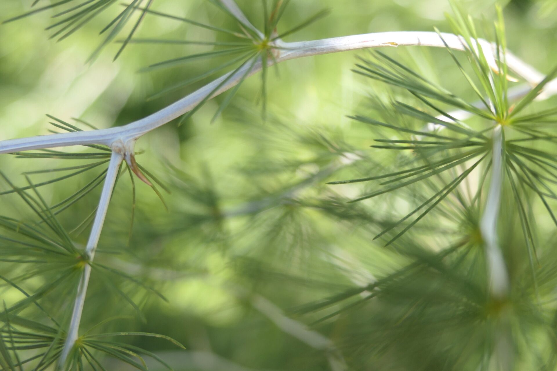 Asparagus laricinus bark