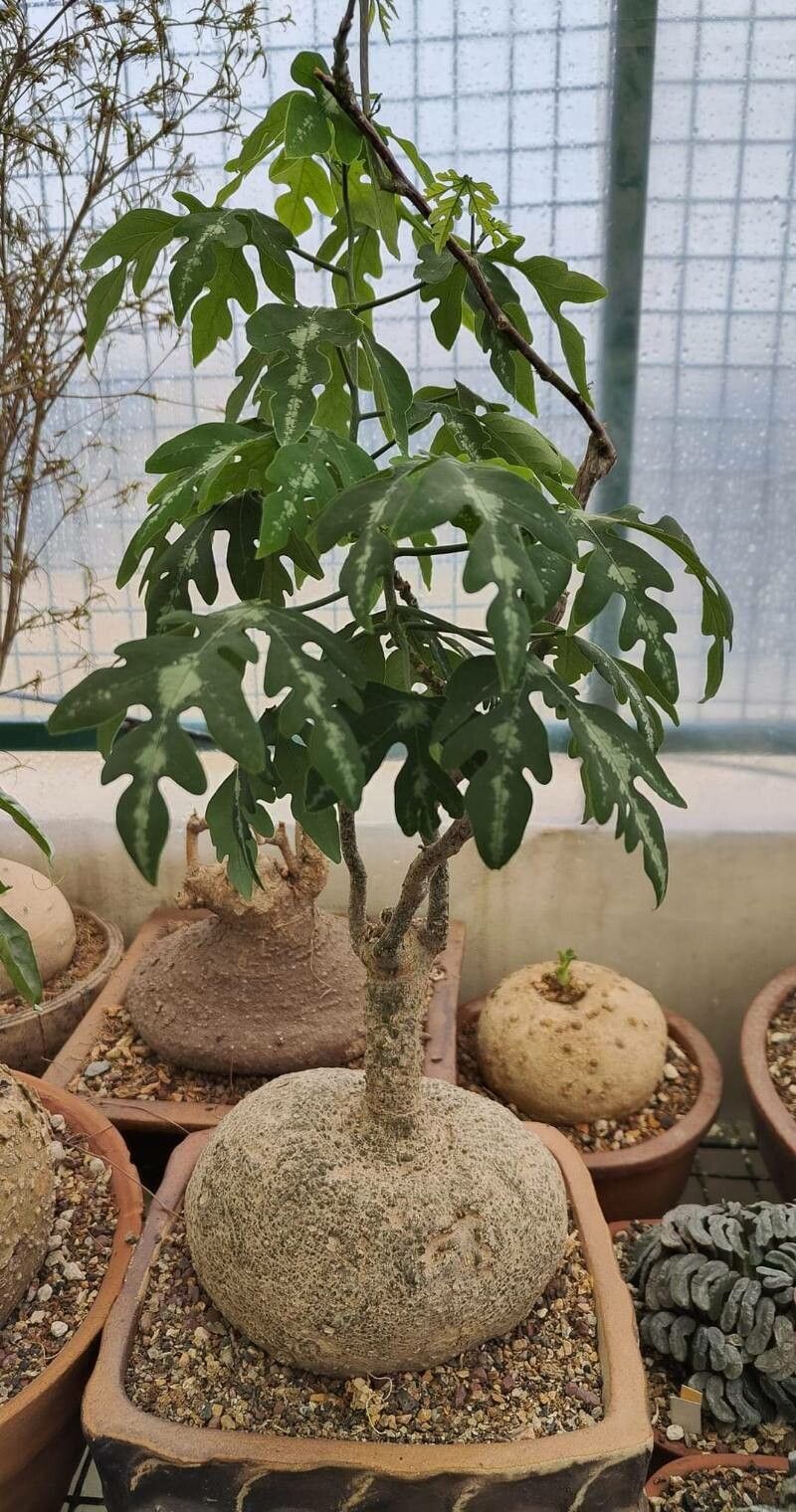 Adenia metamorpha — houseplant care guide