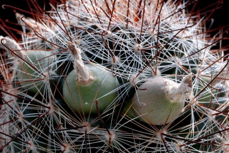 Cochemiea wrightii fruit