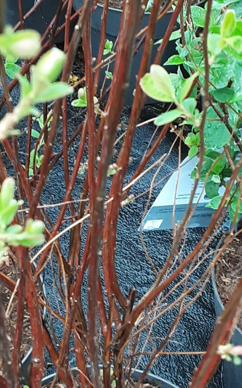 Spiraea × billardii bark