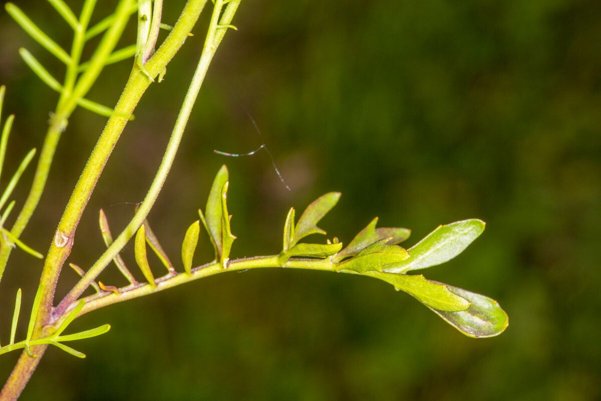 Rorippa pyrenaica — search result for 'Rorippa'