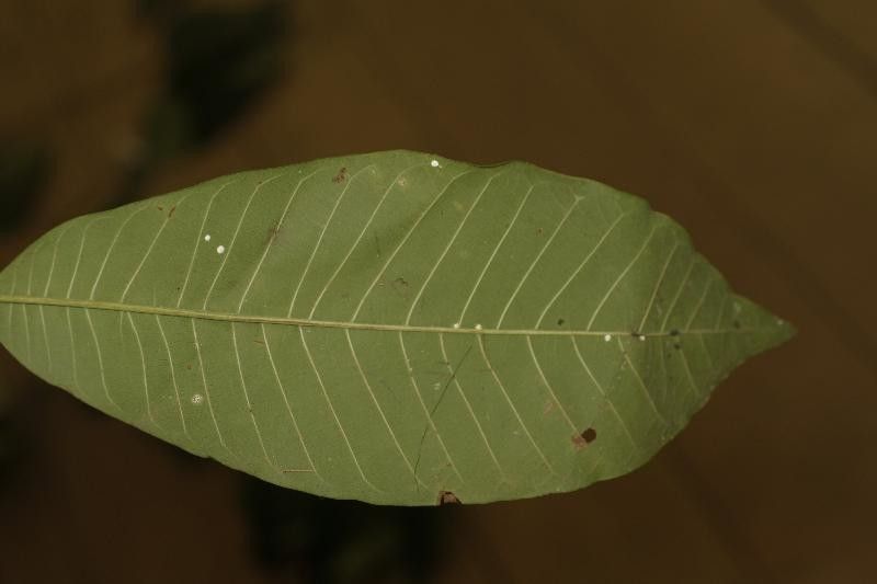 Isertia coccinea leaf