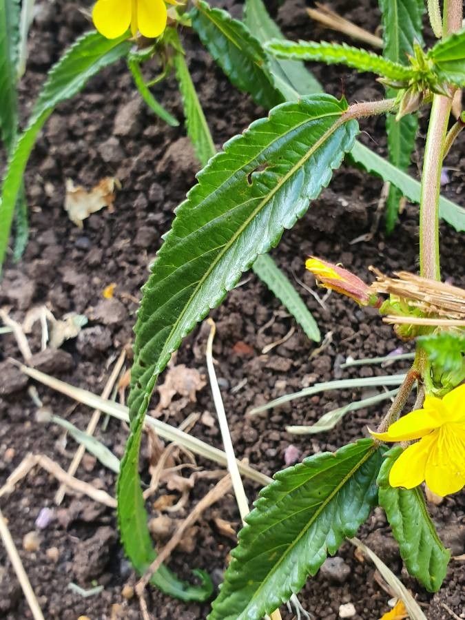 Corchorus trilocularis leaf