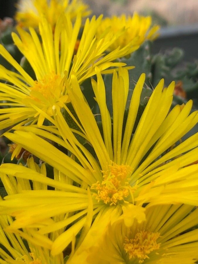 Faucaria felina flower
