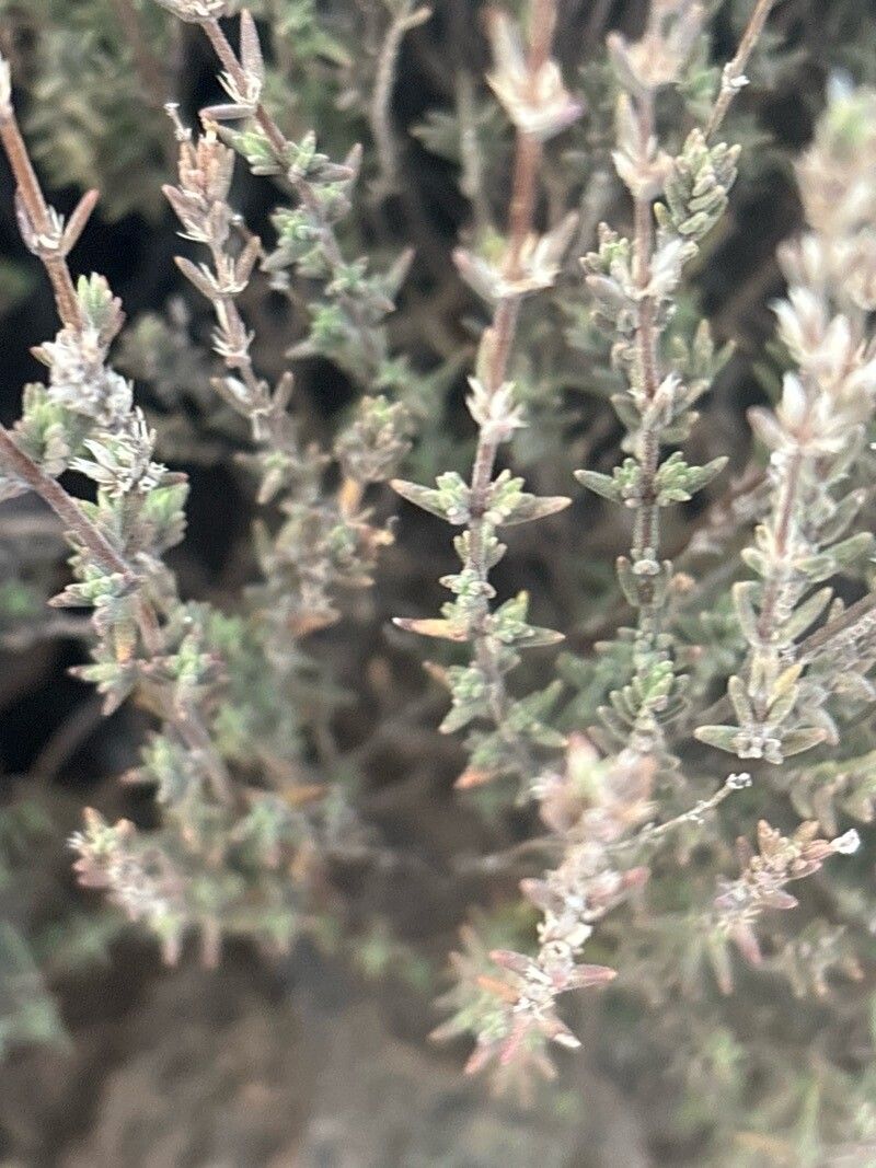 Micromeria lachnophylla leaf