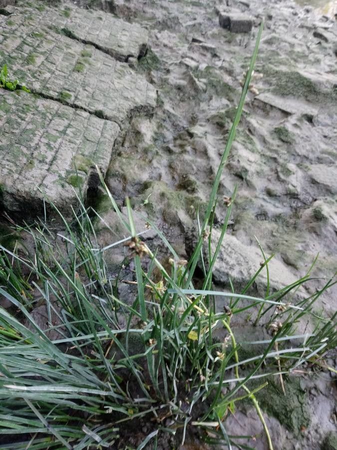 Schoenoplectus triqueter — search result for 'Schoenoplectus'