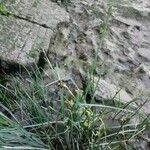 Schoenoplectus triqueter