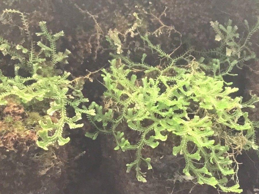 Cheilanthes argentea — related species from the same genus