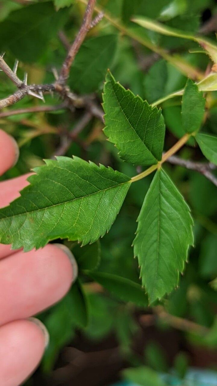 Rosa arkansana leaf