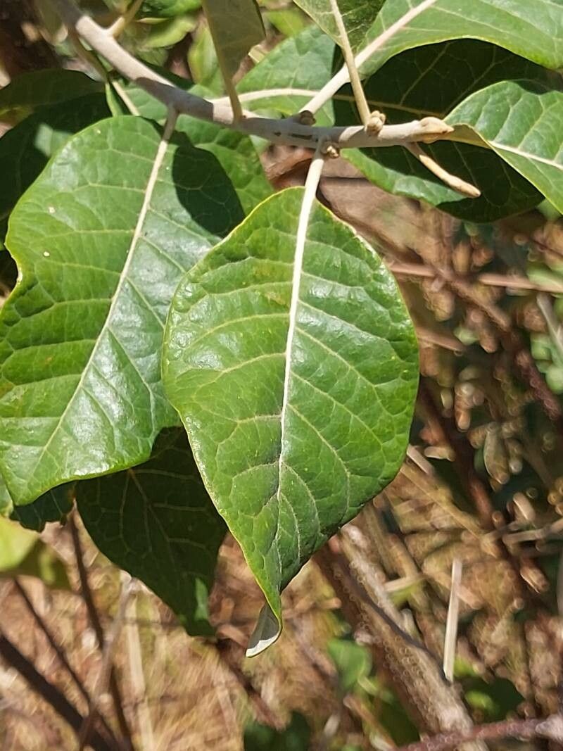 Brachylaena ramiflora — search result for 'Brachylaena'