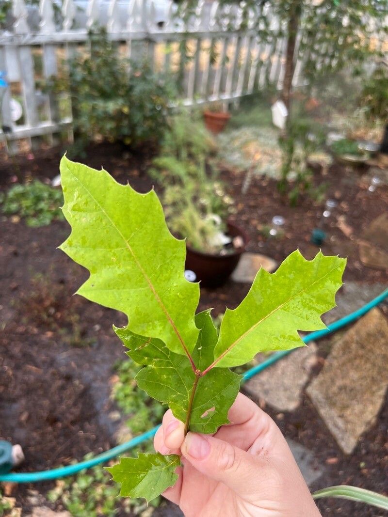 Quercus canbyi — search result for 'Quercus'