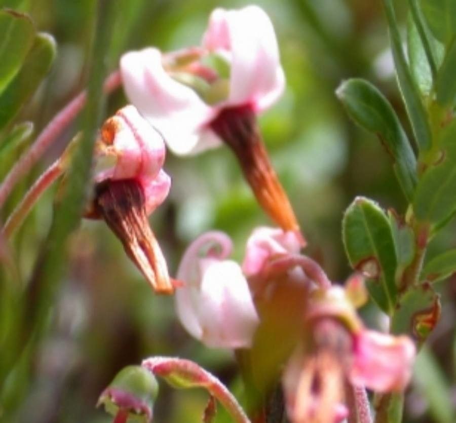 Vaccinium macrocarpon flower